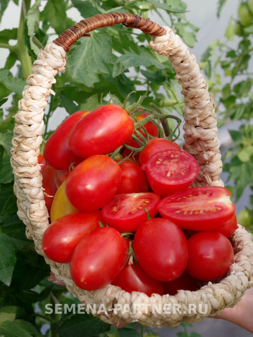 Томат Костик - Партнер фото 3