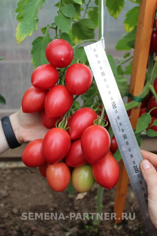 Томат Лапочка - Партнер фото 8