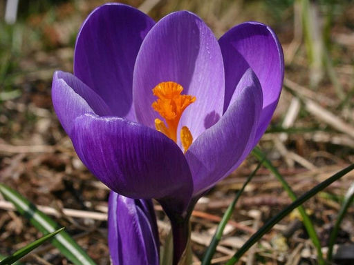 Крокус Flower Record (Флавер Рэкорд) 5 шт - Долина роз фото 4
