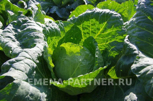 Капуста белокочанная раннеспелая Трансфер - Партнер фото 3