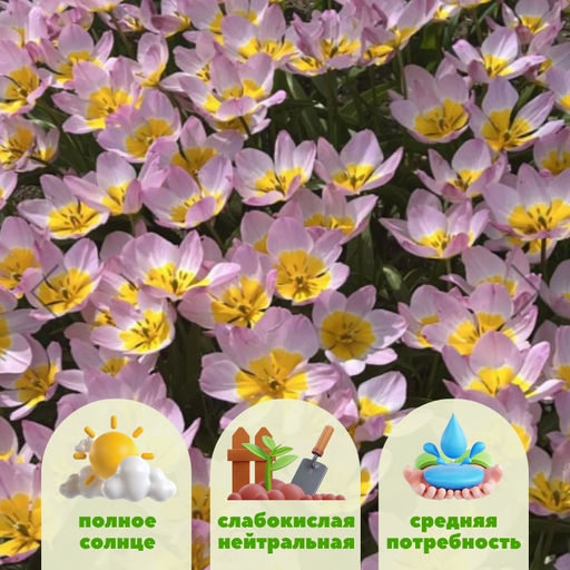 Тюльпан Саксатилис