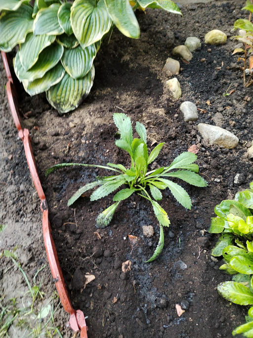 Ромашка садовая