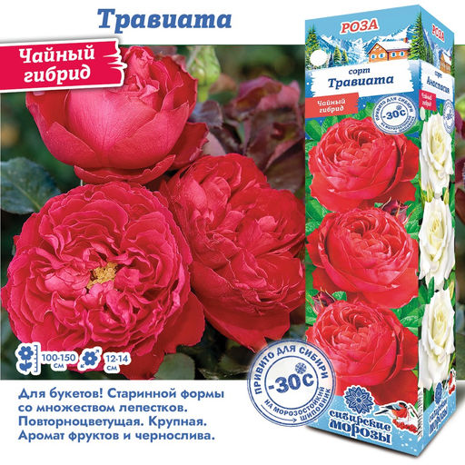 Роза Травиата (Чайно-гибридная) 1шт