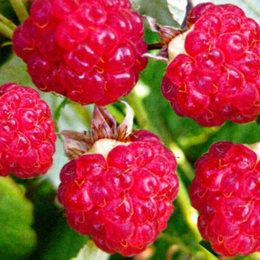 Малина Огонек (коробка) 1шт