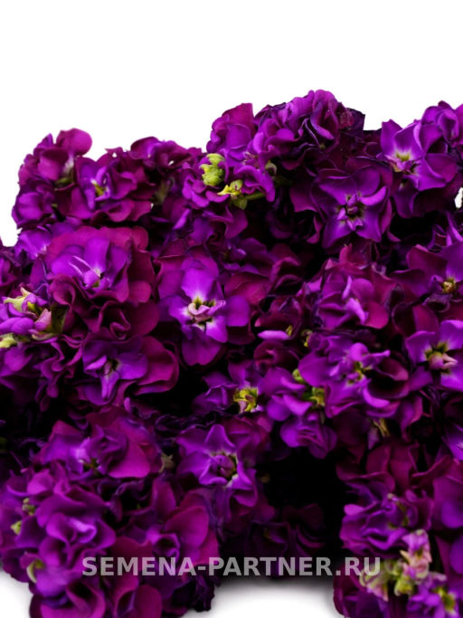 Маттиола срезочная махровая Бьютифул Парфюм Парпл Перфекшн - Партнер фото 3