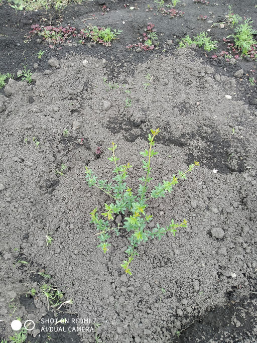 Жасмин голоцветковый