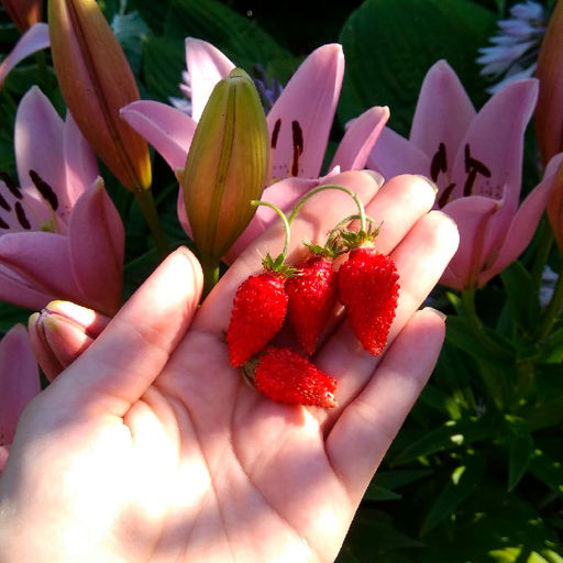 Земляника СКАЗОЧНАЯ Ремонтантная, невероятно сладкая, до 1000 ягод за сезон! - Уральский дачник фото 4