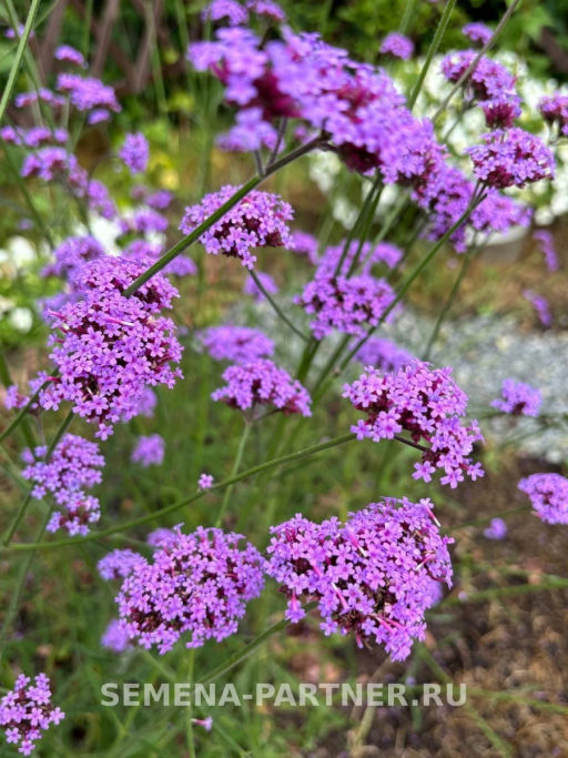 Вербена Бонарская Сильвия Фон Гарден - Партнер фото 4