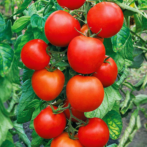 6279U Томат Бобрин F1 5шт