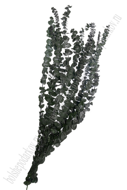 Сухоцветы декоративные 60 см "Эвкалипт" (10 шт) SF-2838, №2