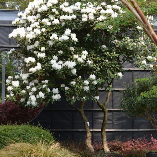 Рододендрон Каннингемс Уайт