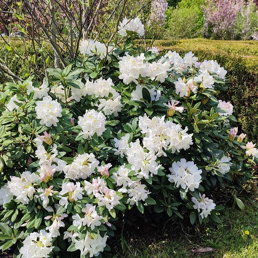 Рододендрон Каннингемс Уайт