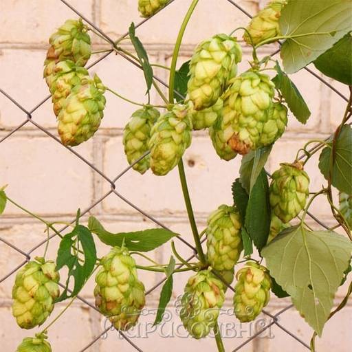 Хмель обыкновенный (шишки) - Мариславна фото 2