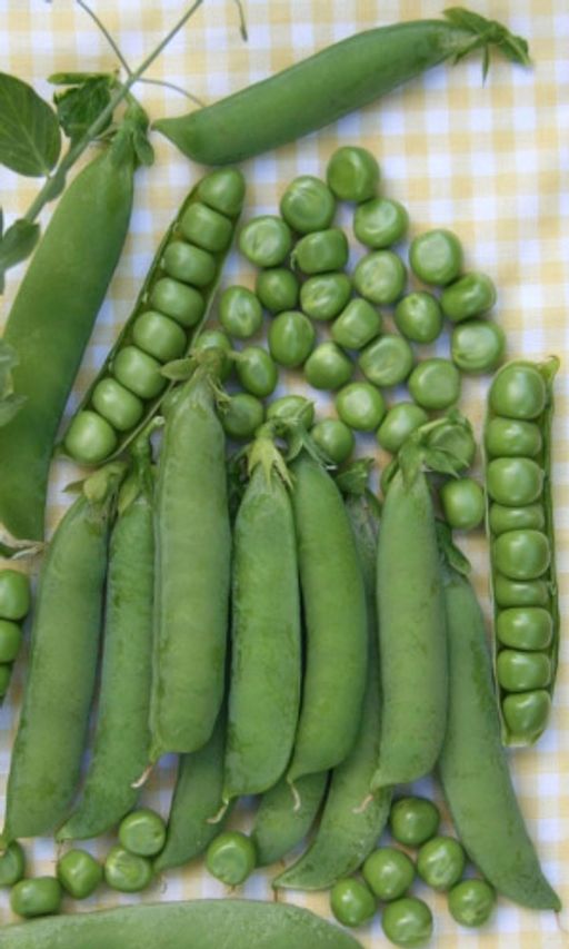 Горох РАННИЙ 301