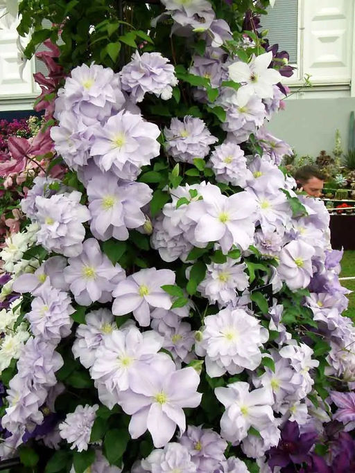 Клематис Louise Rowe (Махровый) - Голландские луковицы фото 2