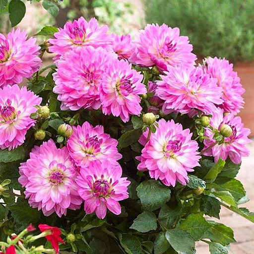 ГЕОРГИНА Битси Разбор I Кол-во упак., шт 1