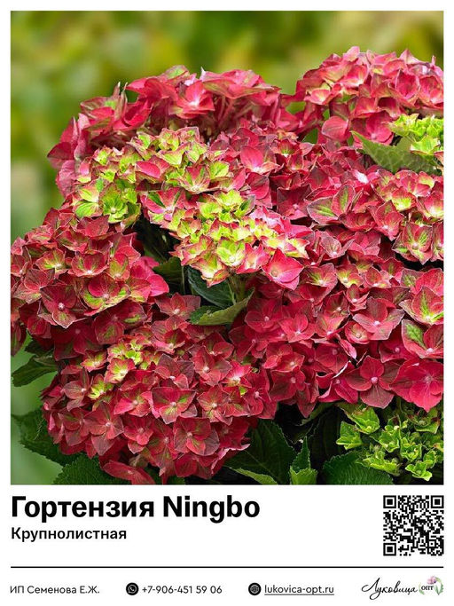 Гортензия крупнолистная Ningbo (Нинбо)