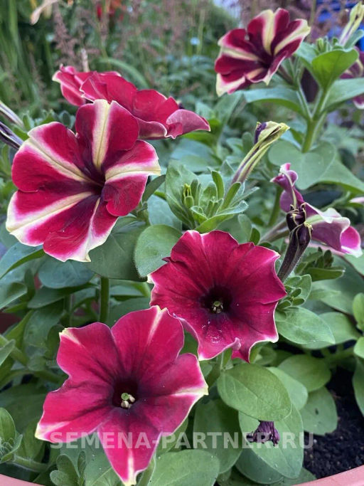 Петуния Мон Амур Камелионе триколор прямостоячая - Партнер фото 4