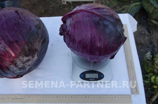 Капуста краснокочанная Бенефис - Партнер фото 6