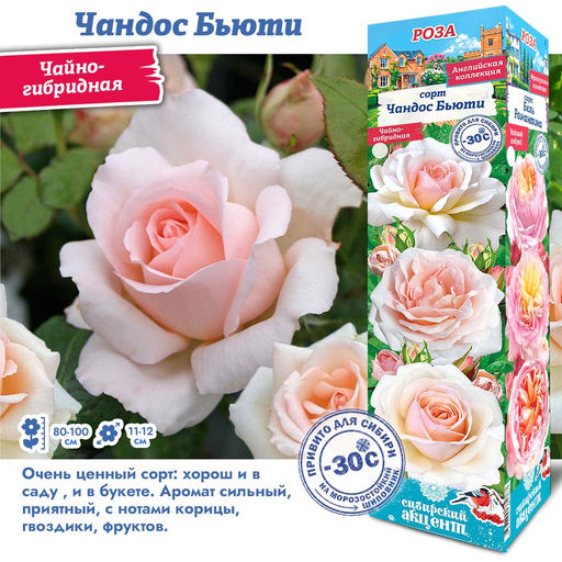Роза Чандос Бьюти (Чайно-гибридная) 1шт