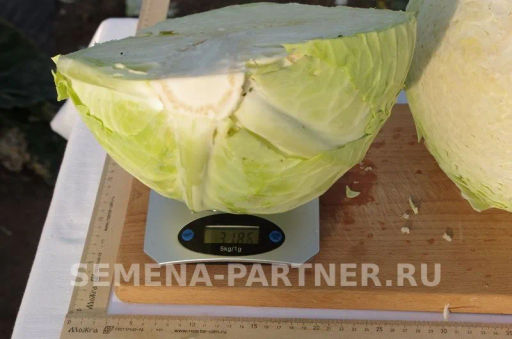 Капуста белокочанная позднеспелая Орион - Партнер фото 6