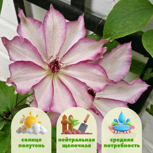 Клематис Omoshiro (Омоширо) - Долина роз фото 3