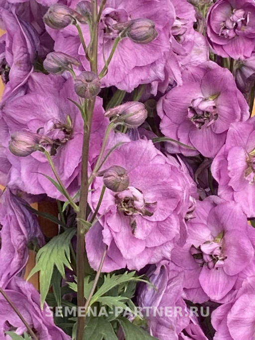 Дельфиниум Даски Майденс - Партнер фото 5