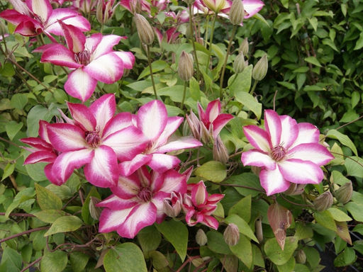 Клематис Пикоти - Долина роз фото 4