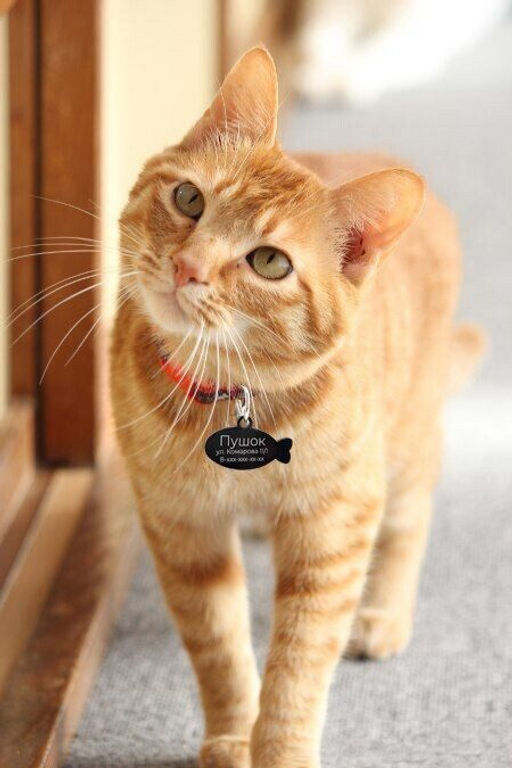 Жетон для кошек с индивидуальной гравировкой