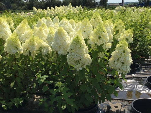 Гортензия метельчатая Полар Бир - Долина роз фото 3