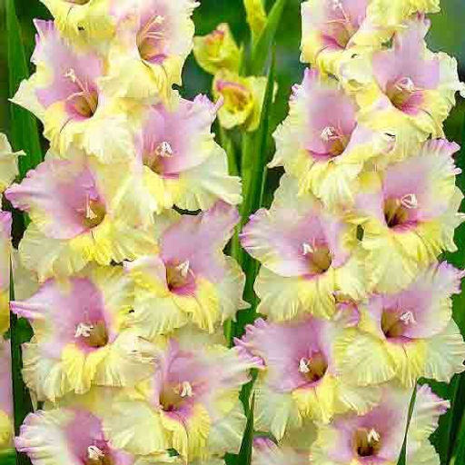 ГЛАДИОЛУС Мон Амур Разбор 10/12 Кол-во упак., шт 10