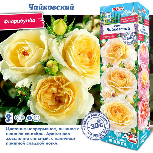 Роза Чайковский (Флорибунда) 1шт