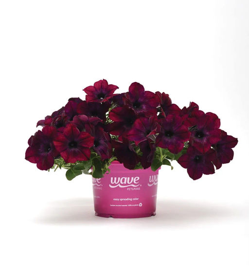 Петуния Изи Вэйв Бургунди Велюр каскадно-ампельная - Партнер фото 6