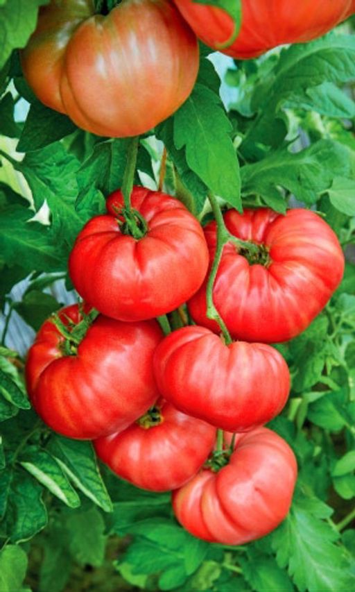 Томат САХАРНАЯ ГОЛОВА Салатный сорт Челябинской селекции! Плоды мясистые, безумно сладкие, тяжеловесные, массой до 1,5 кг! - Уральский дачник фото 2