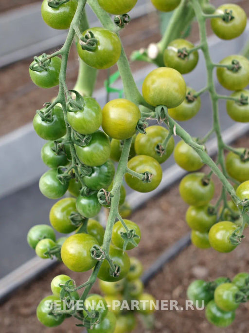 Томат Фростед - Партнер фото 4