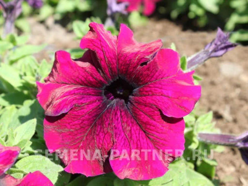 Петуния Супремо Фернанда полуампельная бургунди - Партнер фото 3