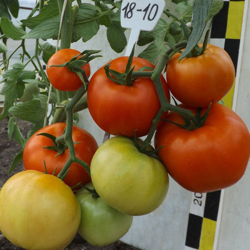 Томат ВЕСЁЛАЯ КОМПАНИЯ Формирует множество плодов на величественных кистях! Плоды один к одному и созревают очень дружно! - Уральский дачник фото 2