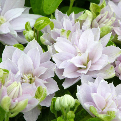 КЛЕМАТИС Дансинг Куин Разбор I Кол-во упак., шт 1