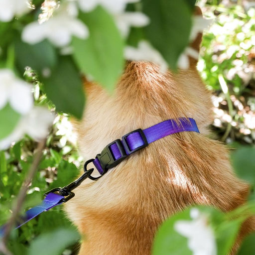 Поводок Даже на краю света, 2 см, 2 м - Пушистое счастье фото 4