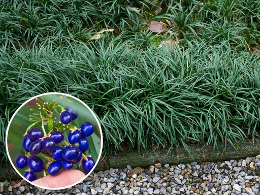 Офиопогон - Долина роз фото 3