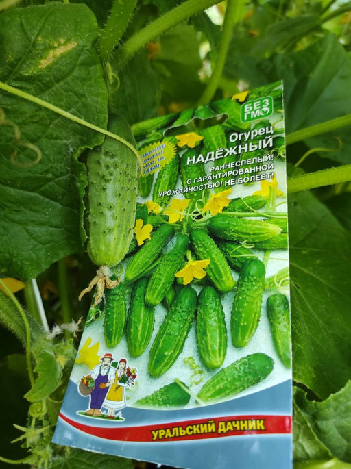 Огурец НАДЁЖНЫЙ Название говорит само за себя! Раннеспелый! С гарантированной урожайностью! Не болеет! - Уральский дачник фото 2