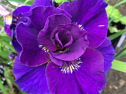 Ирис Concord Crush (Конкорд Краш) - Долина роз фото 6