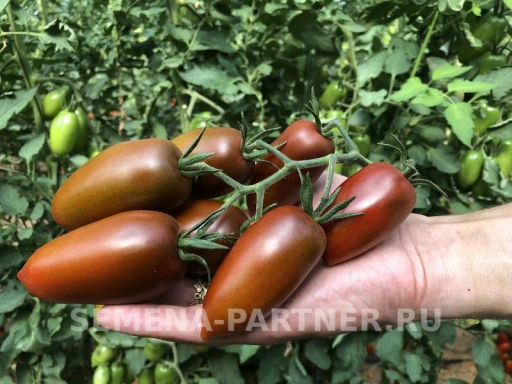 Томат Бурый Саладет F1 - Партнер фото 3