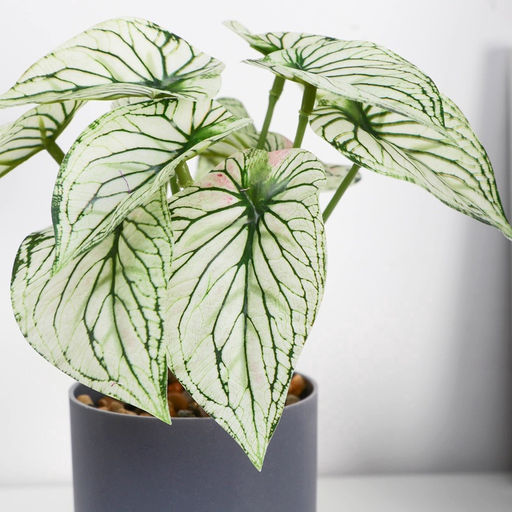 Искусственный цветок в горшке «Каладиум расписной», 7.5×15 см