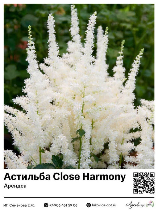 Астильба Close Harmony (Арендса)
