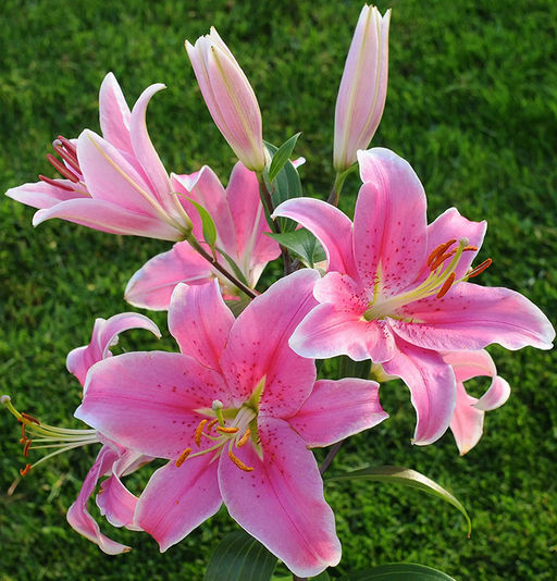 ЛИЛИЯ Сорбонна Разбор 12/14 Кол-во упак., шт 5