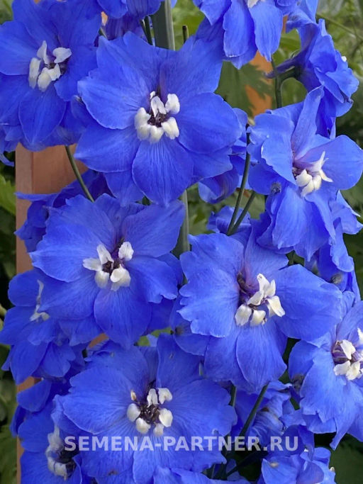 Дельфиниум Кобальт Дримс - Партнер фото 7