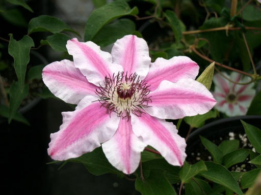 Клематис Капитан Туллекс - Долина роз фото 2