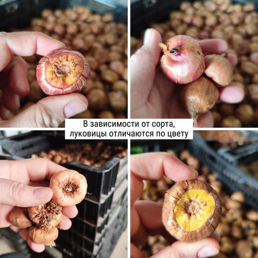 Гладиолусы Россыпь самоцветов (микс 10 шт)