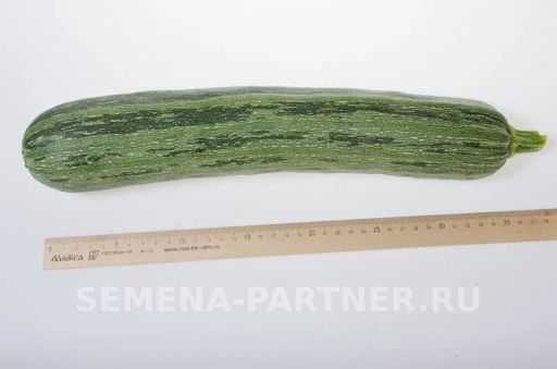 Кабачок Зебра - Партнер фото 5